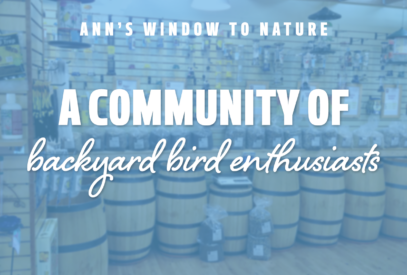 Ann's Window to Nature: A Community of Backyard Bird Enthusiasts