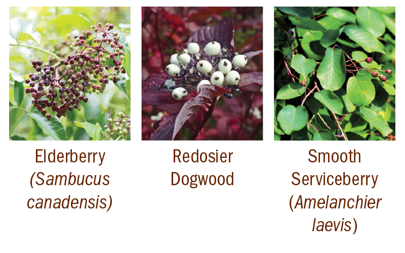 Elderberry, Redosier Dogwoord, Smooth Serviceberry