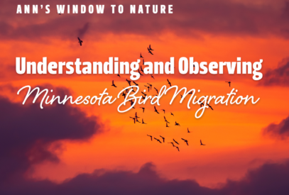 Ann's Window to Nature: Understanding and Observing Minnesota Bird Migration