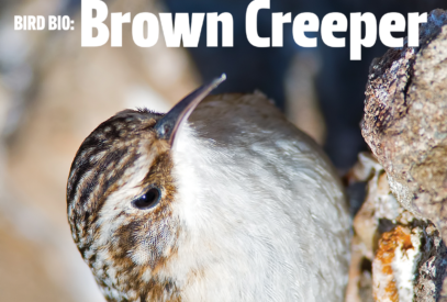 Bird Bio: Brown Creeper