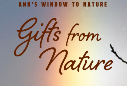 Ann's Window to Nature: Gifts from Nature; sundog photo by Ann McCarthy