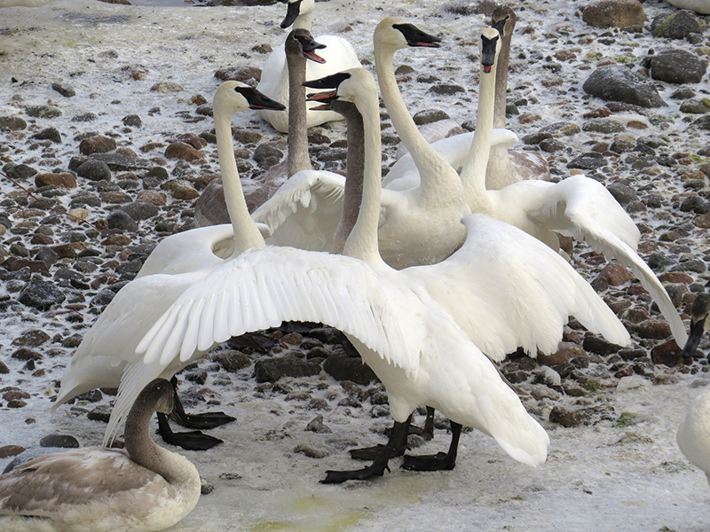 Trumpeter Swans are making a comeback in Minnesota. (photo by Terri Zuehlke)