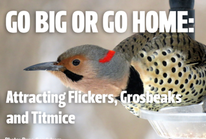 Go Big or Go Home: Attracting Flickers, Grosbeaks and Titmice