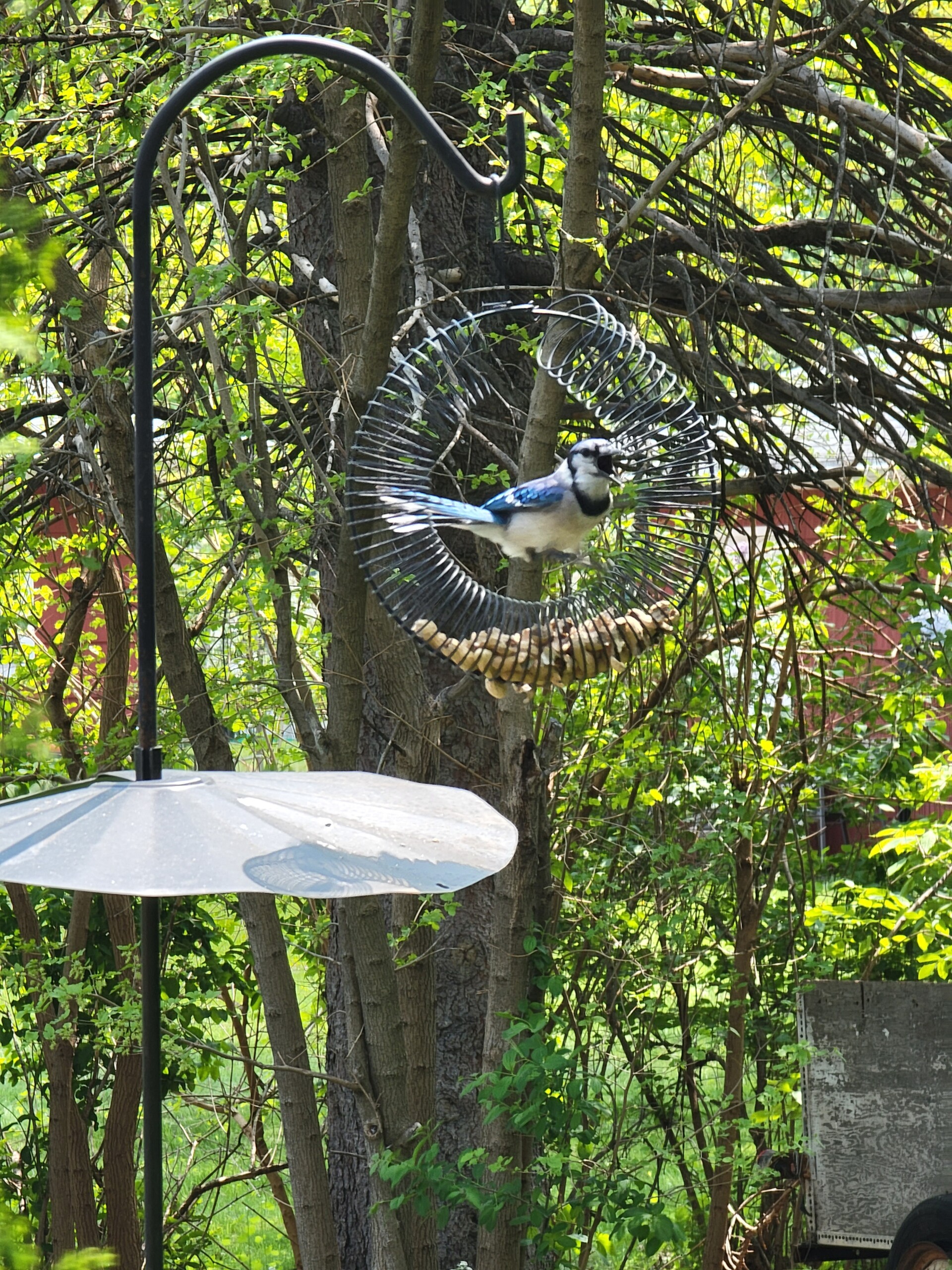 Blue jay on wire hoop peanut feeder