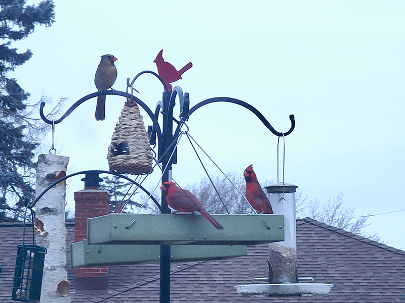 Northern cardinals