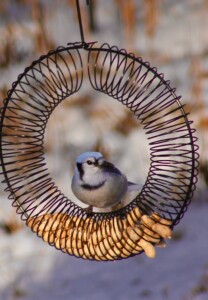 Blue Jay on peanut wreath feeder