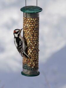 Downy Woodpecker on peanut pickouts feeder