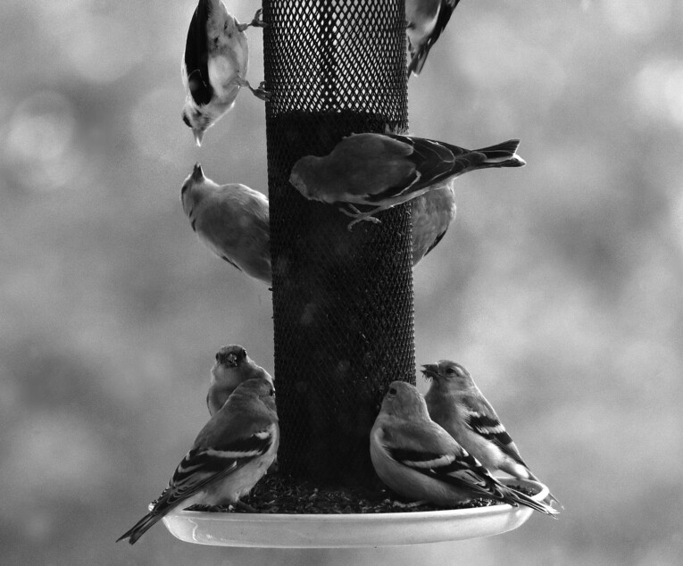 goldfinches on finch feeder