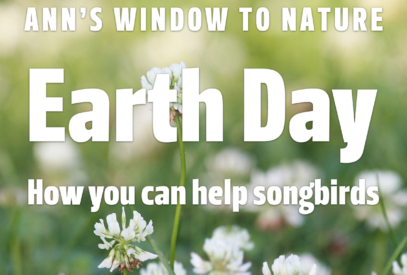 Ann's Window to nature. Earth Day: How you can help songbirds