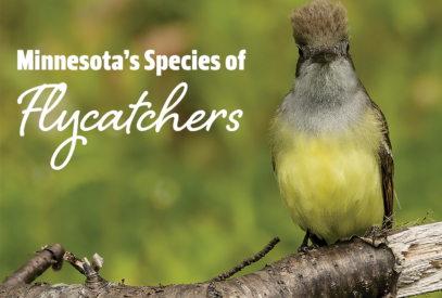 MInnesota's Species of Flycatchers