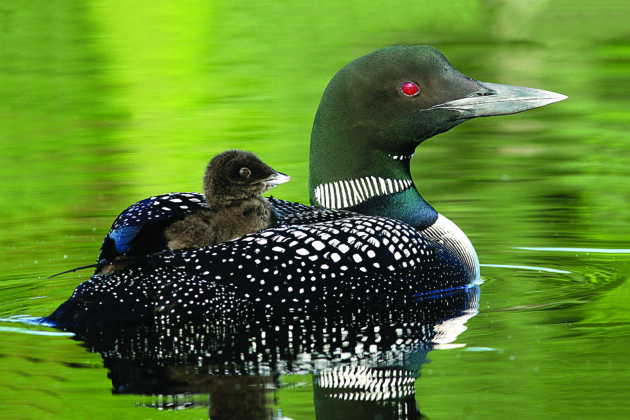 Loon with chick on her back