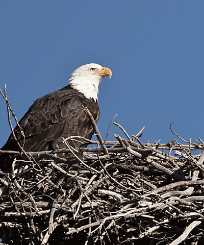 bald-eagle-on-nest