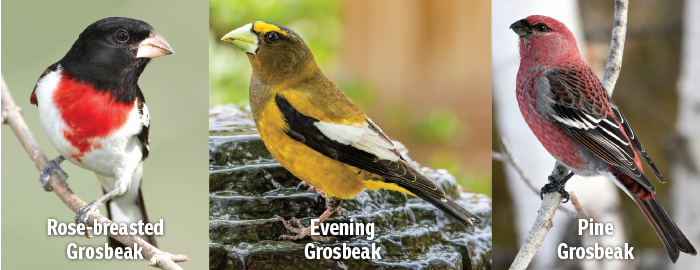 Rose-breasted, Evening and Pine Grosbeak