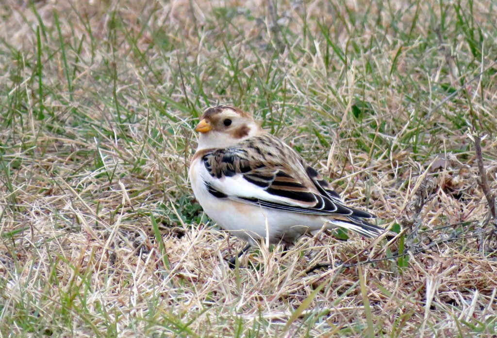 Snow Bunting