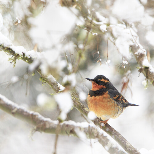 Varied Thrush