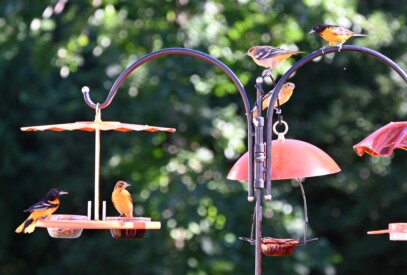 Group of Orioles