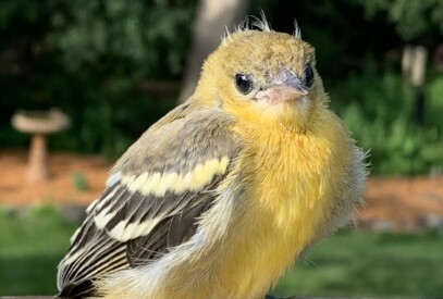 Juvenile Oriole