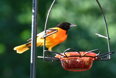 Oriole Flower Feeder